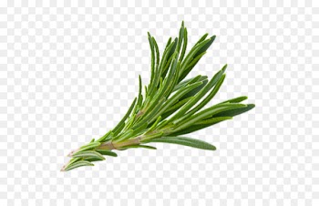 Rosemary Herb Thymes Hair - herbs 