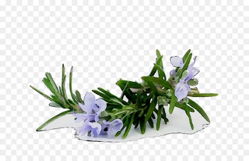 Rosemary Lotion Hair conditioner Aromatherapy Fiama Di Wills -  