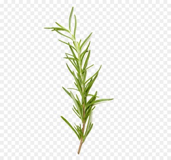 Rosemary Spice Herb European cuisine Food - Rosemary grass 