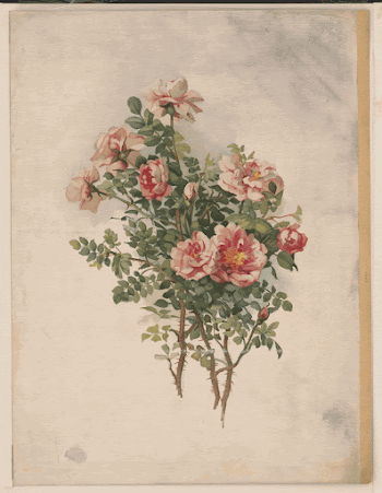 Roses (1870) by L. Prang | Free Photo - rawpixel