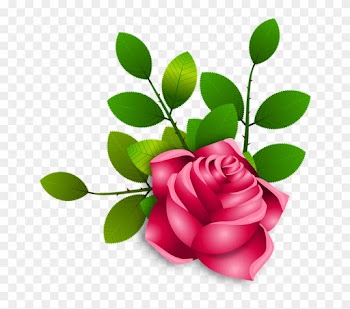 Roses-2031612 960 720 - Garden Roses