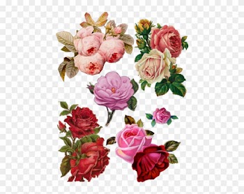 Roses A - Old Roses Png