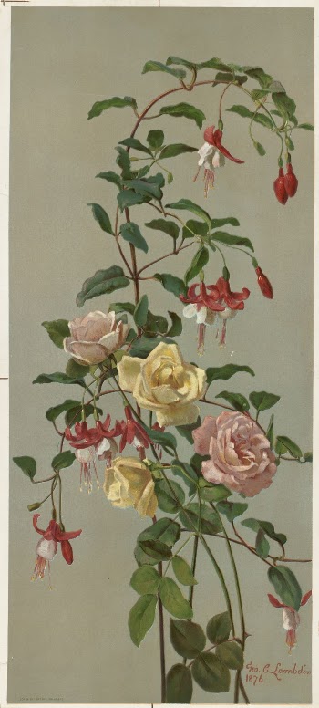 Roses and fuchsia | Free Photo - rawpixel