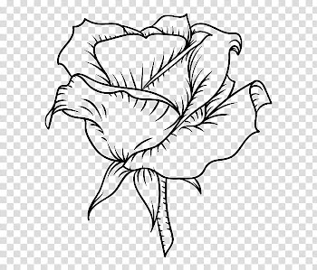 Roses, black and blue rose sketch in bloom illustration transparent background PNG clipart