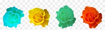 Roses, Blossom, Bloom, Rose Blooms, Rose Bloom, Plant - Rose