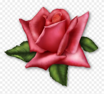 Roses Clipart On Transparent Background - Rose Clip Art No Background