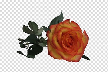 Roses , D yellow and red rose transparent background PNG clipart