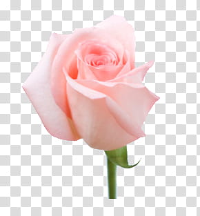 Roses  Files, pink rose flower art transparent background PNG clipart