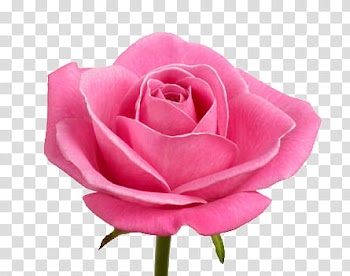 Roses  Files, pink rose flower transparent background PNG clipart