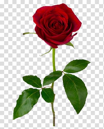 Roses  Files, red rose flower art transparent background PNG clipart