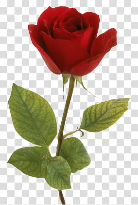 Roses  Files, red rose flower transparent background PNG clipart