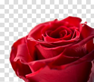 Roses  Files, red rose flower transparent background PNG clipart