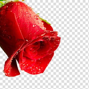 Roses  Files, red rose transparent background PNG clipart