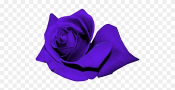 Roses - Garden Roses