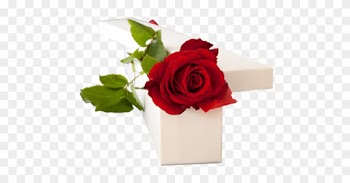 Roses - Garden Roses