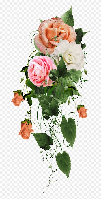 Roses - Garden Roses