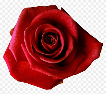Roses Images Free - Red Rose No Background