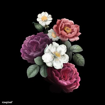 Roses in bloom | Free stock vector - 582872
