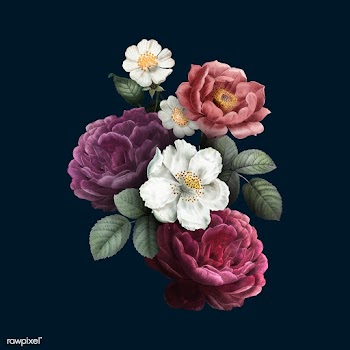 Roses in bloom | Free stock vector - 582947