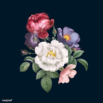 Roses in bloom | Free stock vector - 583014