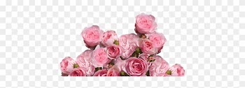 Roses, Love, Wedding, Romantic - Cafepress ! Samsung Galaxy S8 Plus Case