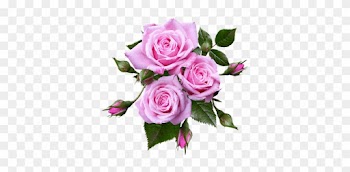 Roses, Miniature, Flowers, Romantic - Flower Roses