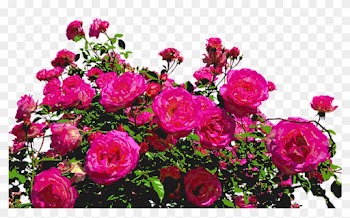 Roses, Nature, Drawing, Flower, Rose Blooms, Blossom - Jardim De Flores Png