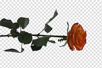 Roses , orange and yellow rose flower illustration transparent background PNG clipart