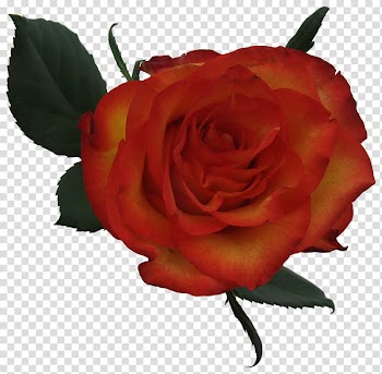 Roses , orange and yellow rose transparent background PNG clipart
