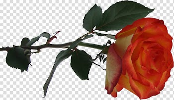 Roses , orange and yellow roses transparent background PNG clipart