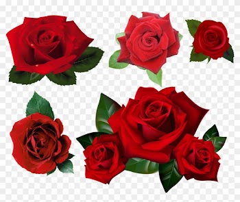Roses Pack Png Stock By Gilgamesh-art - Transparent Background Roses Transparent