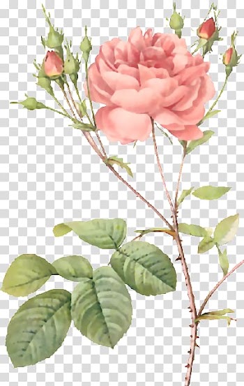 Roses Pierre-Joseph Redouté (1759-1840) Moss rose Botany Botanical illustration, watercolor illustration flowers transparent background PNG clipart