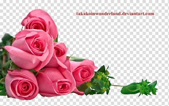 Roses, pink roses with text overlay transparent background PNG clipart