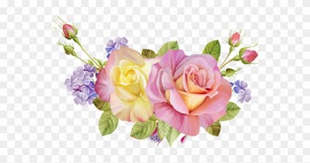 Roses,pink,roze,rosa, - Rose