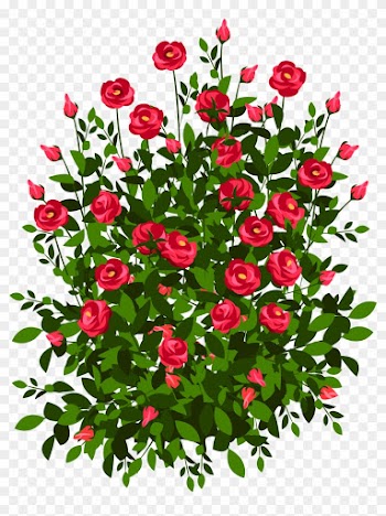 Roses Plant Clipart - Rose Bush Drawing