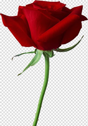 ROSES , red Rose flower transparent background PNG clipart