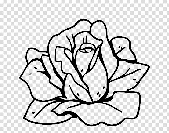Roses, rose flower sketch illustration transparent background PNG clipart
