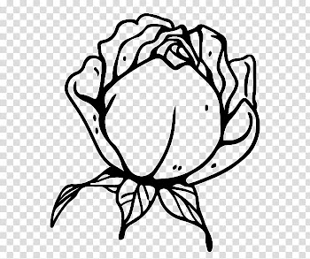 Roses, rose flower sketch illustration transparent background PNG clipart