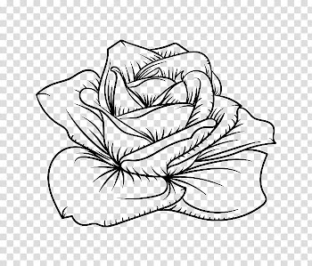 Roses, rose flower sketch illustration transparent background PNG clipart
