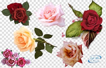 Roses, six assorted-color roses transparent background PNG clipart