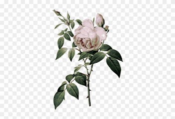 Roses With Thorns - Rose Botanical Illustration