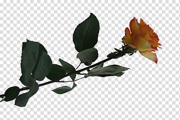 Roses , yellow and pink rose at bloom transparent background PNG clipart