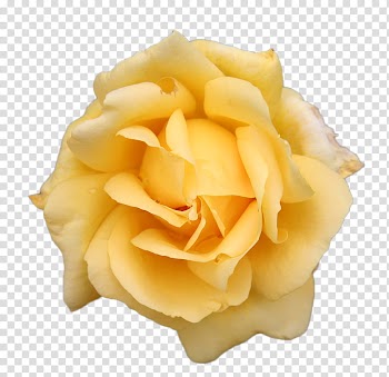 Roses, yellow rose flower in bloom transparent background PNG clipart