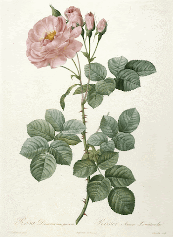 Rosier Aurore Poniatowska, from La | Free Photo - rawpixel