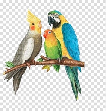 Rosy-faced lovebird Parrots Budgerigar Cockatoo, parrot transparent background PNG clipart