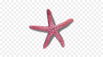Rotational symmetry Worksheet Reflection symmetry - Purple starfish 