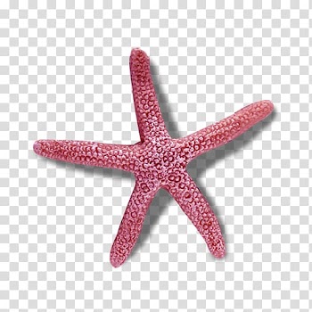 Rotational symmetry Worksheet Reflection symmetry, Purple starfish transparent background PNG clipart