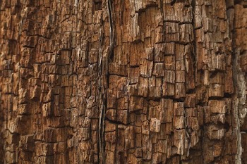 Rotting Wood Texture