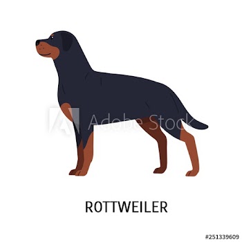 Rottweiler