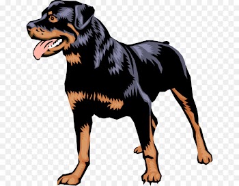 Rottweiler Dobermann Puppy German Pinscher Dachshund - puppy 